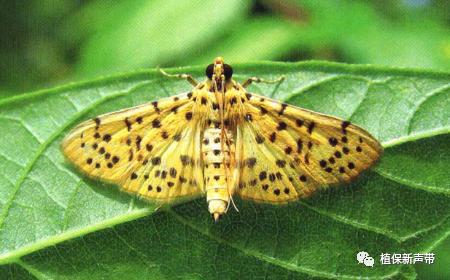 蛀干害虫为害症状识别,什么是蛀干害虫