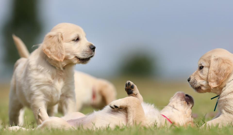 金毛幼犬买狗粮怎么选品种,金毛犬舍金毛出售