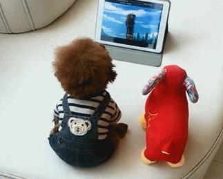 宠物狗哪种比较好养不叫,什么宠物狗最好养又听话不拆家