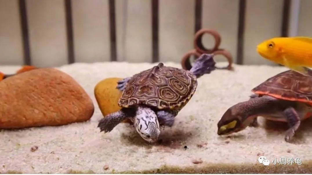 乌龟到家不吃饭怎么办,乌龟到家后不吃东西怎么办