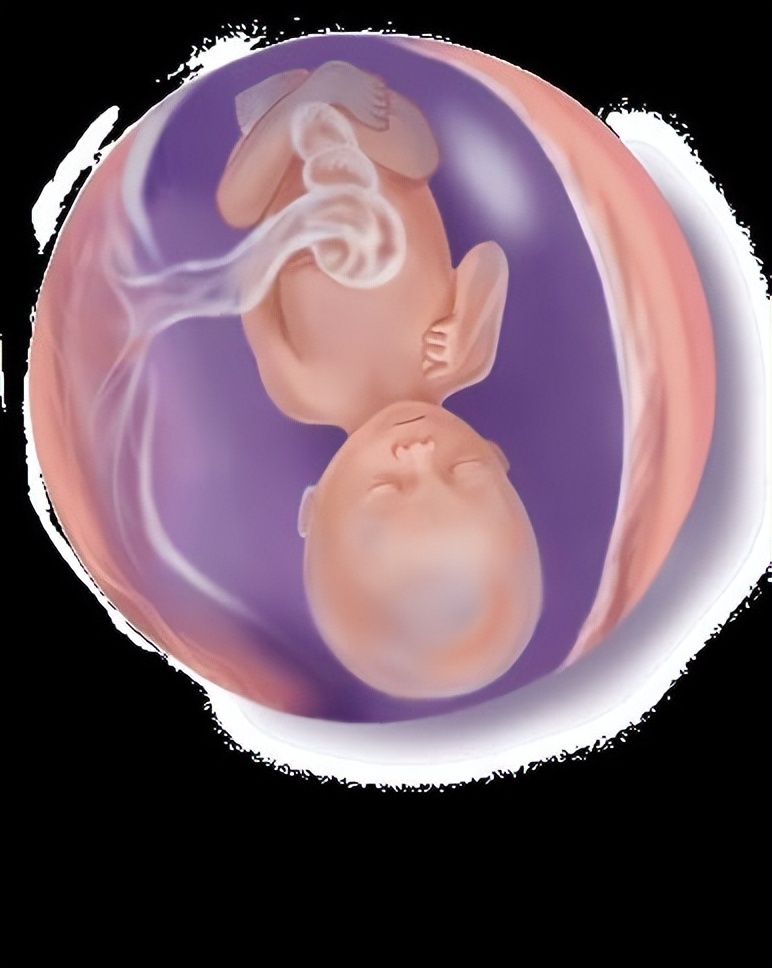 从受孕到分娩约四十周,从受孕到婴儿每天的变化