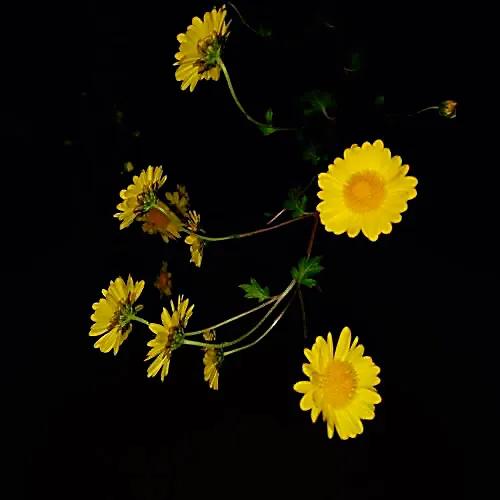 冷冬寒菊,冬菊与夏菊的区别