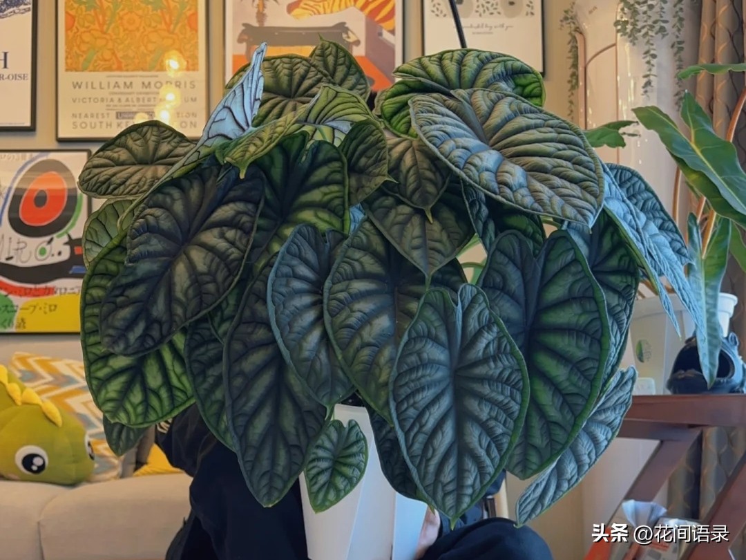 适合室内养的大叶矮壮绿植,室内超大叶片绿植