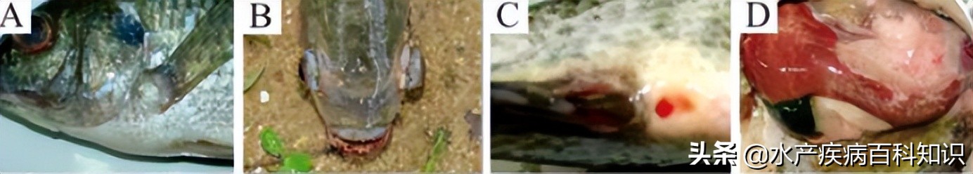 速看，鱼类出血性疾病的分析与防控关键技术