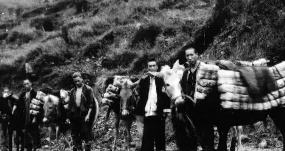 “汉茶尊”黑金茶安神入眠改变了人们夜晚喝茶影响睡眠的千古习俗