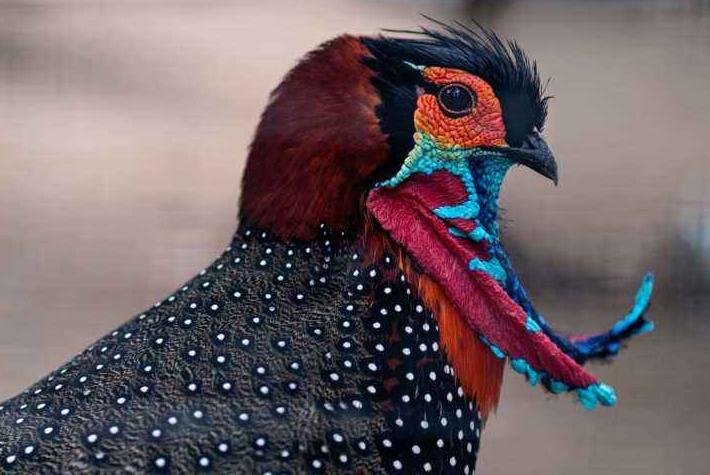 十大最危险的鸟类雪鸮天鹅,濒临灭绝的鸟类图片及名称