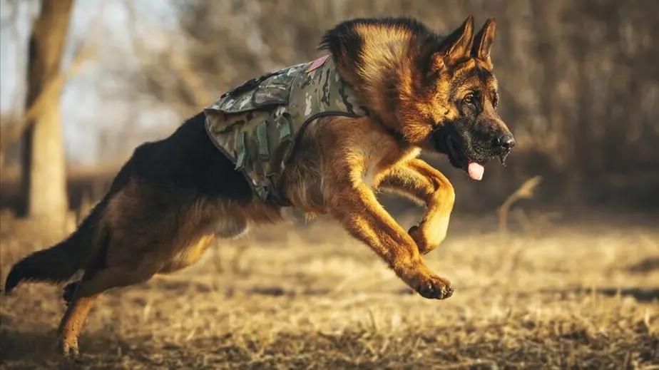 最好看的狗狗金毛,盘点最礼貌的狗狗金毛