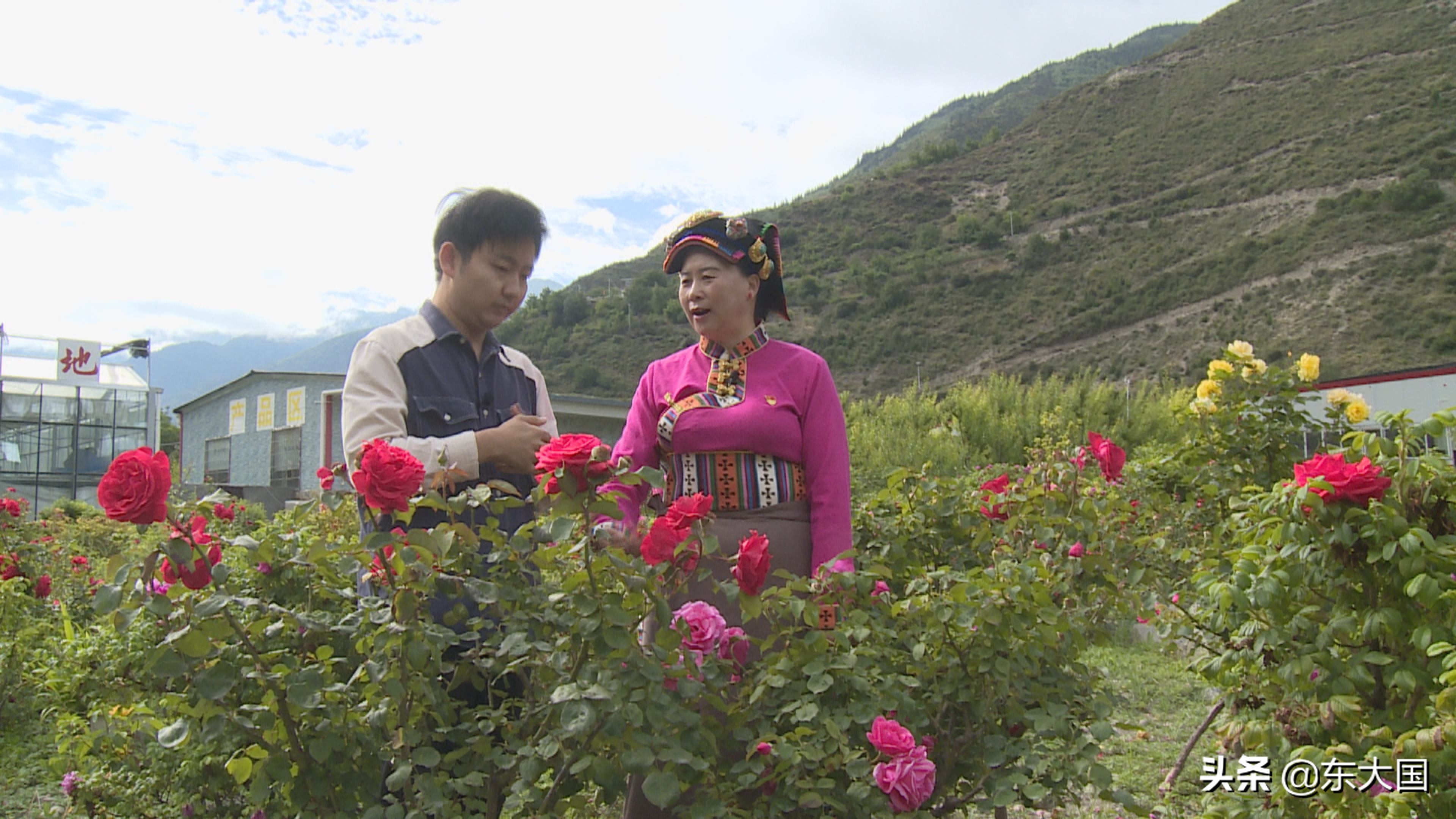 野猪“刺”激来的玫瑰花——玫瑰姐姐和她的美丽经济