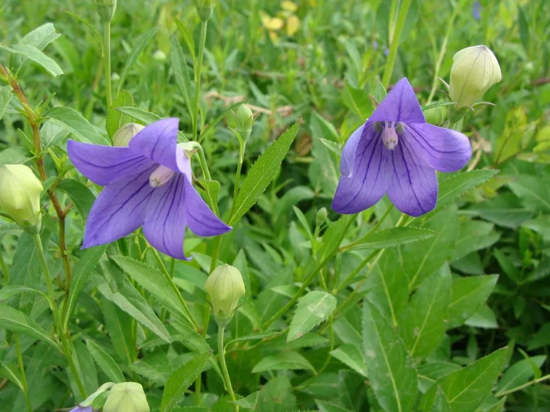 150种常见药用植物大全,150余种常见药用植物花期组图