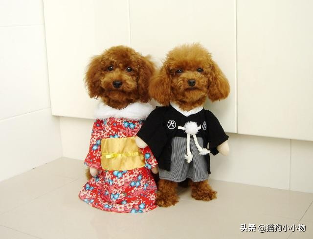 泰迪露肚皮是什么意思啊,泰迪露着肚子躺着睡觉