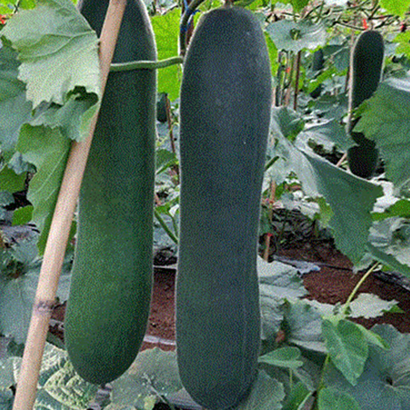 冬瓜的水肥管理,想要西瓜高产用什么肥合理