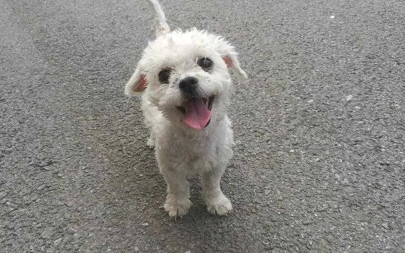 让比熊去流浪会死吗,比熊一不小心就流浪了