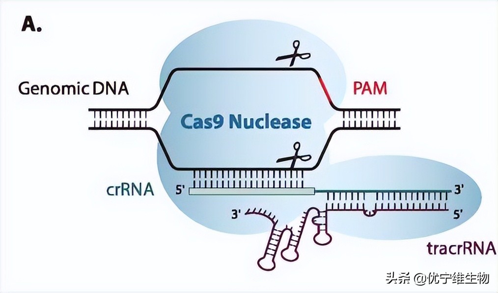 crisprcas9如何设计,crisprcas9应用实例