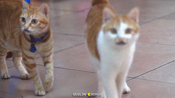 老字号石锅鱼31年老店,温岭石锅肥肠鱼