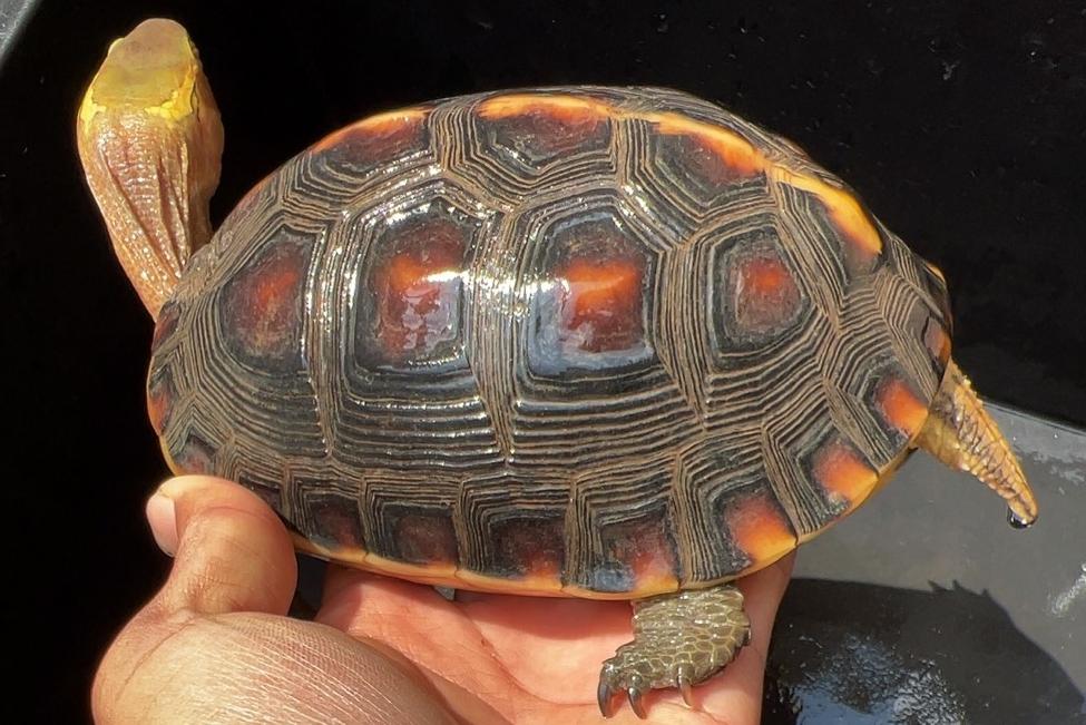 十大建议买的龟,新手入门龟推荐100元左右