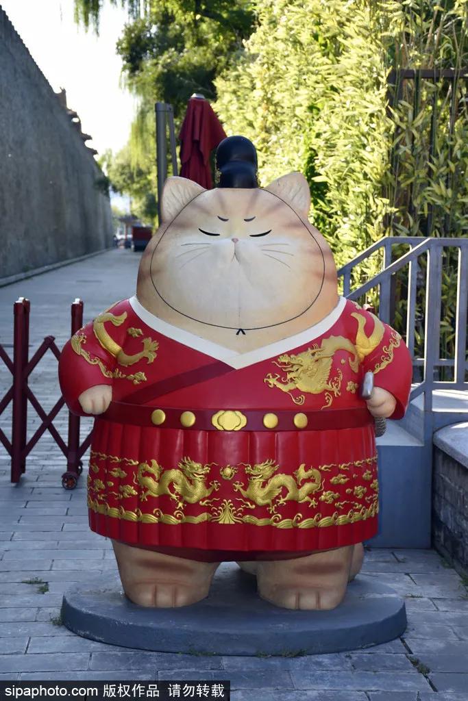 故宫御猫最火的猫,北京故宫的猫为什么叫御猫