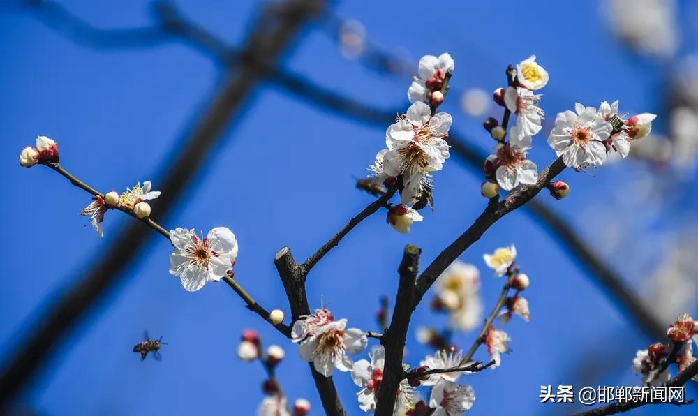 邯郸三轮车严查最新消息,河北邯郸三轮车整顿通知