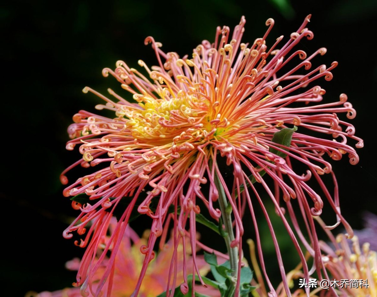 民俗文化中菊花的象征意义,菊在古代的象征意义和品质