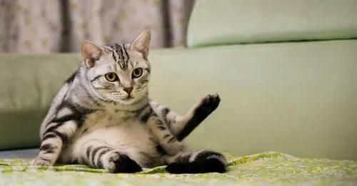 短毛猫猫砂盆,东方短毛猫需要多大的猫砂盆