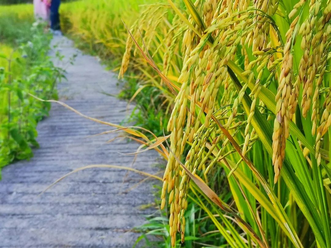 韶关秋天哪里有美景,韶关秋天美景