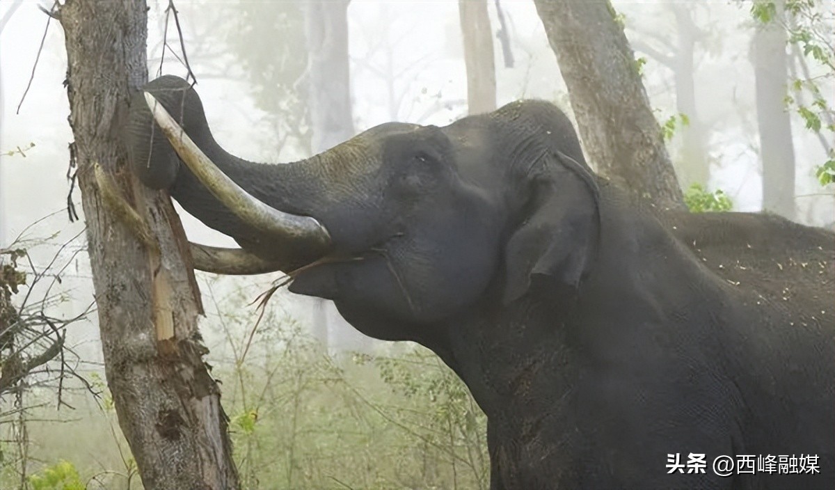 为什么杀死大象才能取象牙,为什么要杀大象拿象牙