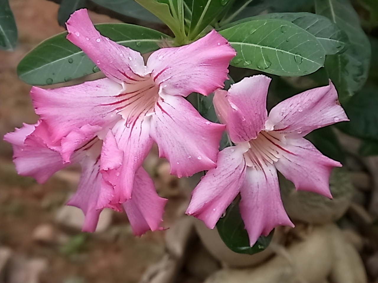 怎么把沙漠玫瑰养成啤酒肚,重瓣沙漠玫瑰养殖方法