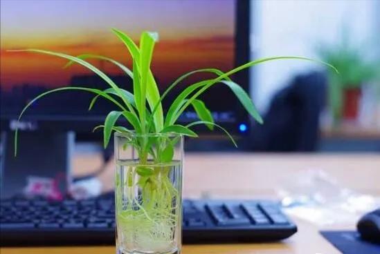 吊兰可以用水养吗,用水养吊兰的小技巧