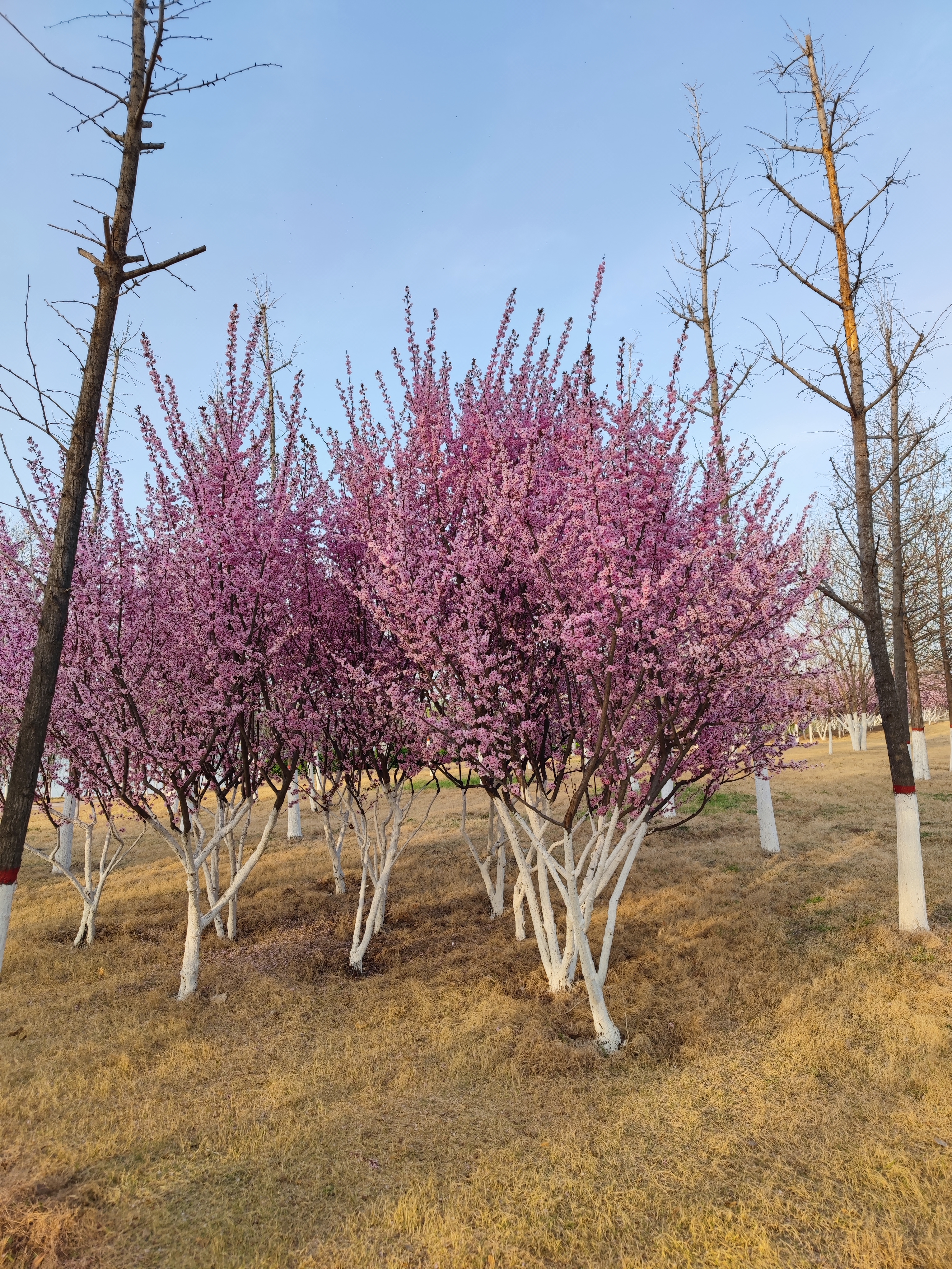 邯郸疫情旅游攻略,疫情当前少去人多的地方