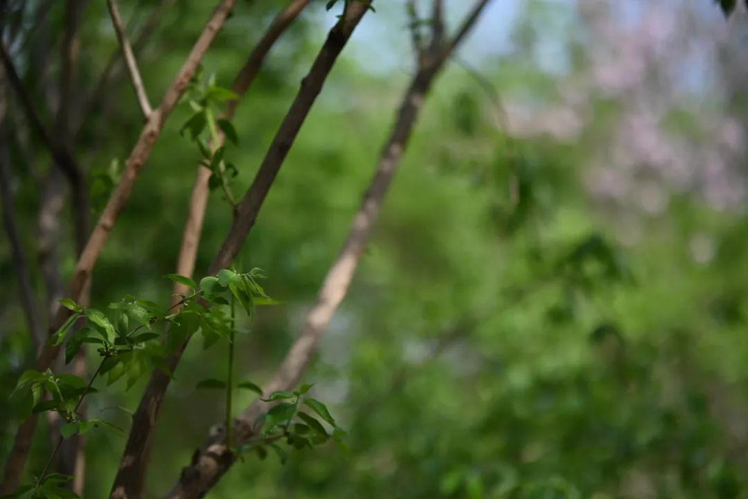 尼康z卡口85mmf1.8镜头评测欣赏,尼康全画幅50mmf1.8s和85mm1.8s