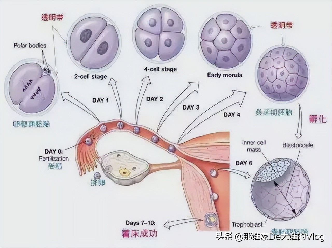精子和卵子生成的全过程,取出的卵子和精子体外培育过程