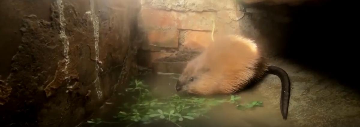 1992年,河北男子花30万买两只病鼠,几年后反而大赚8000万