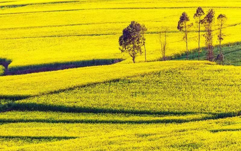 春节旅游最佳去处云南旅游攻略,春节云南旅游必去的景点推荐