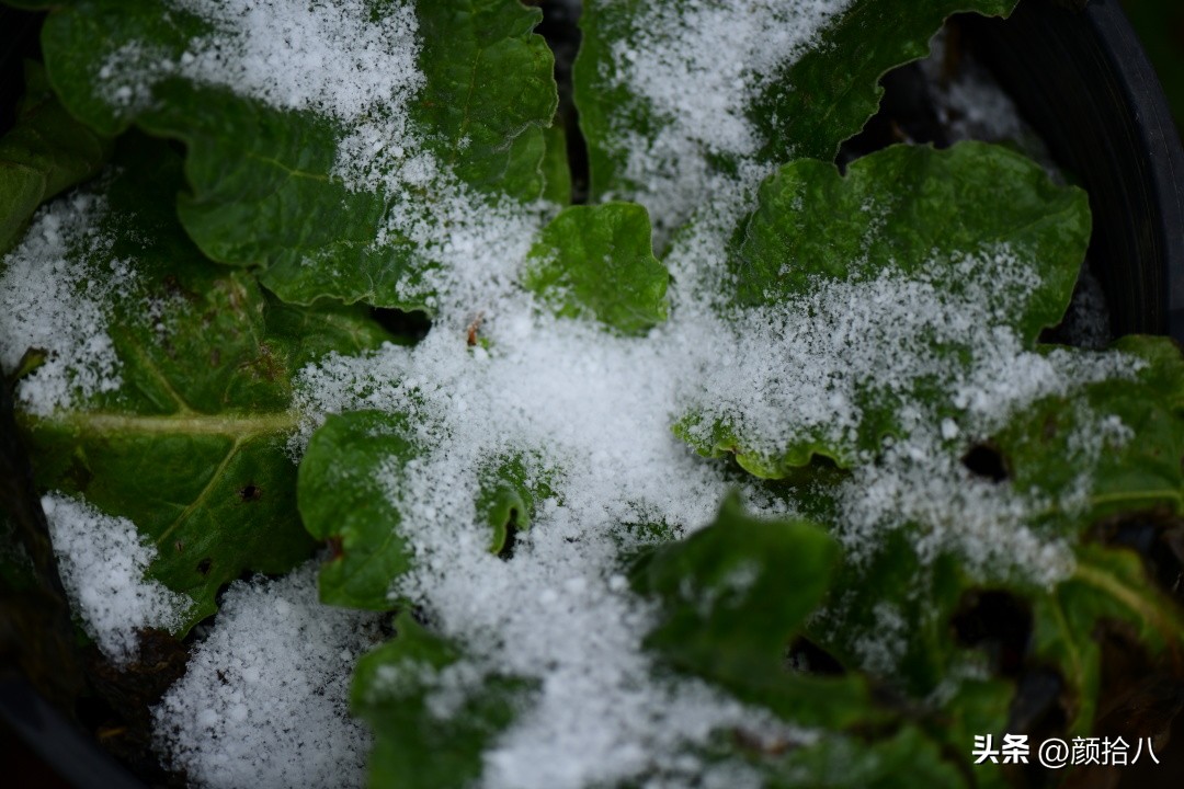 冬天开花的室外花卉盆栽,温室盆栽观花花卉植物
