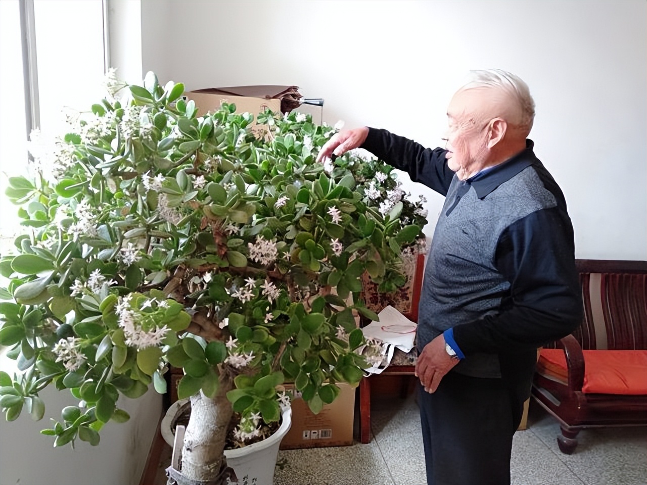 5种富贵花,7种家养富贵花