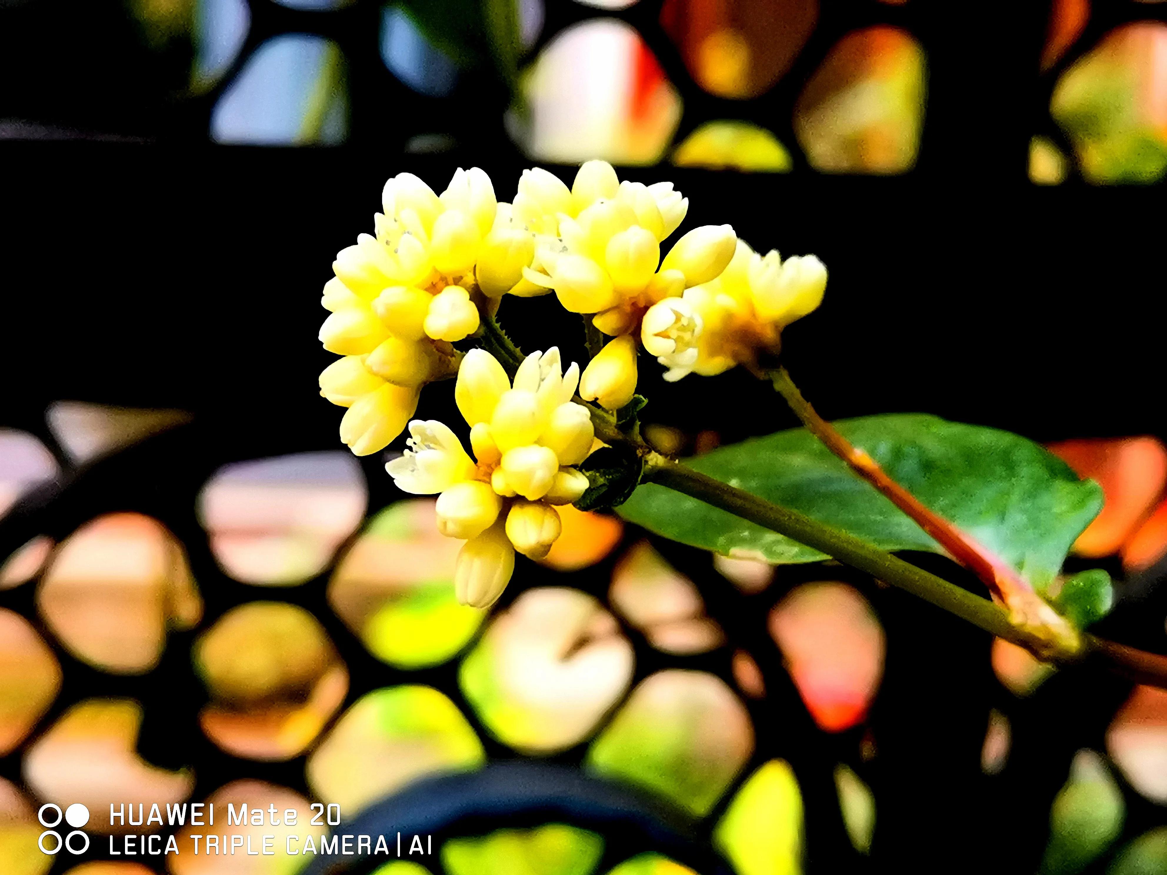 七绝三首：火炭母草