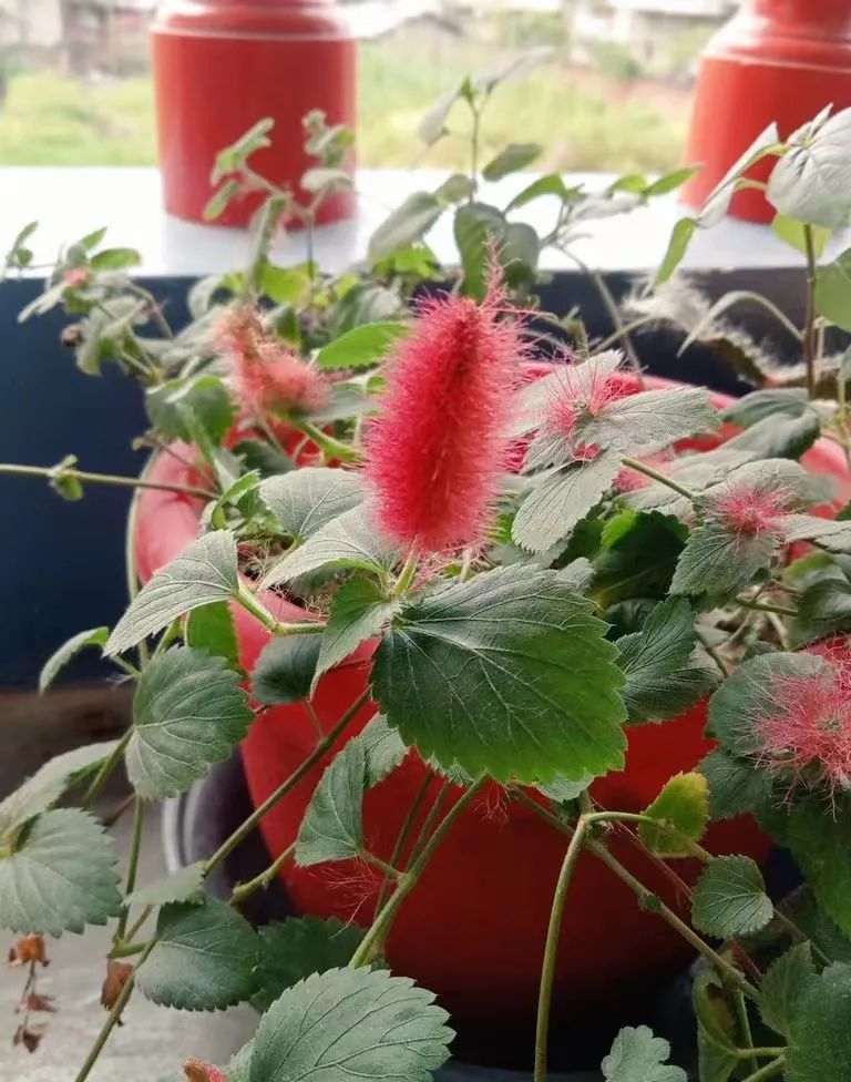 适合夏天养的7种花越晒开花越旺,阳台高温如何养墨兰