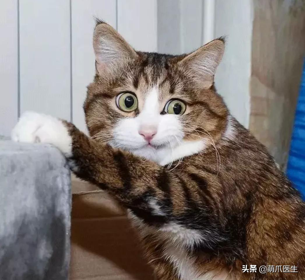 这只叫“长生”的猫咪，真实身份是美人鱼