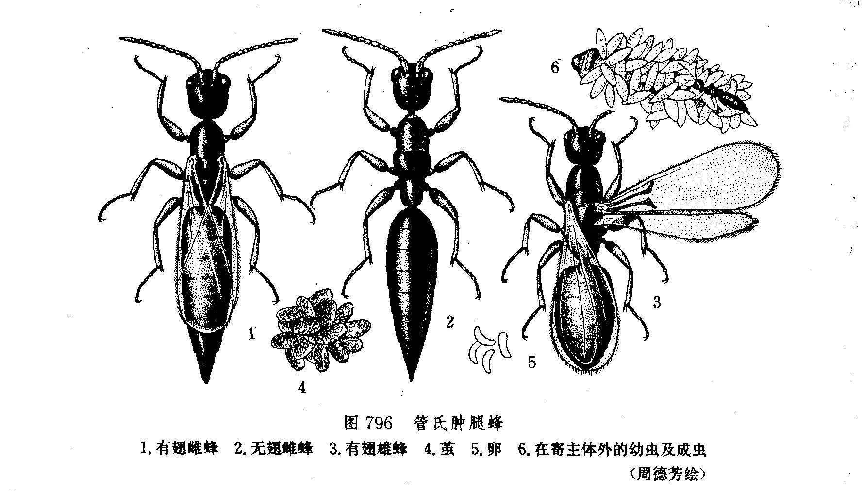 床上的小黑虫是什么怎么处理,床上小黑虫是什么虫子还吸血