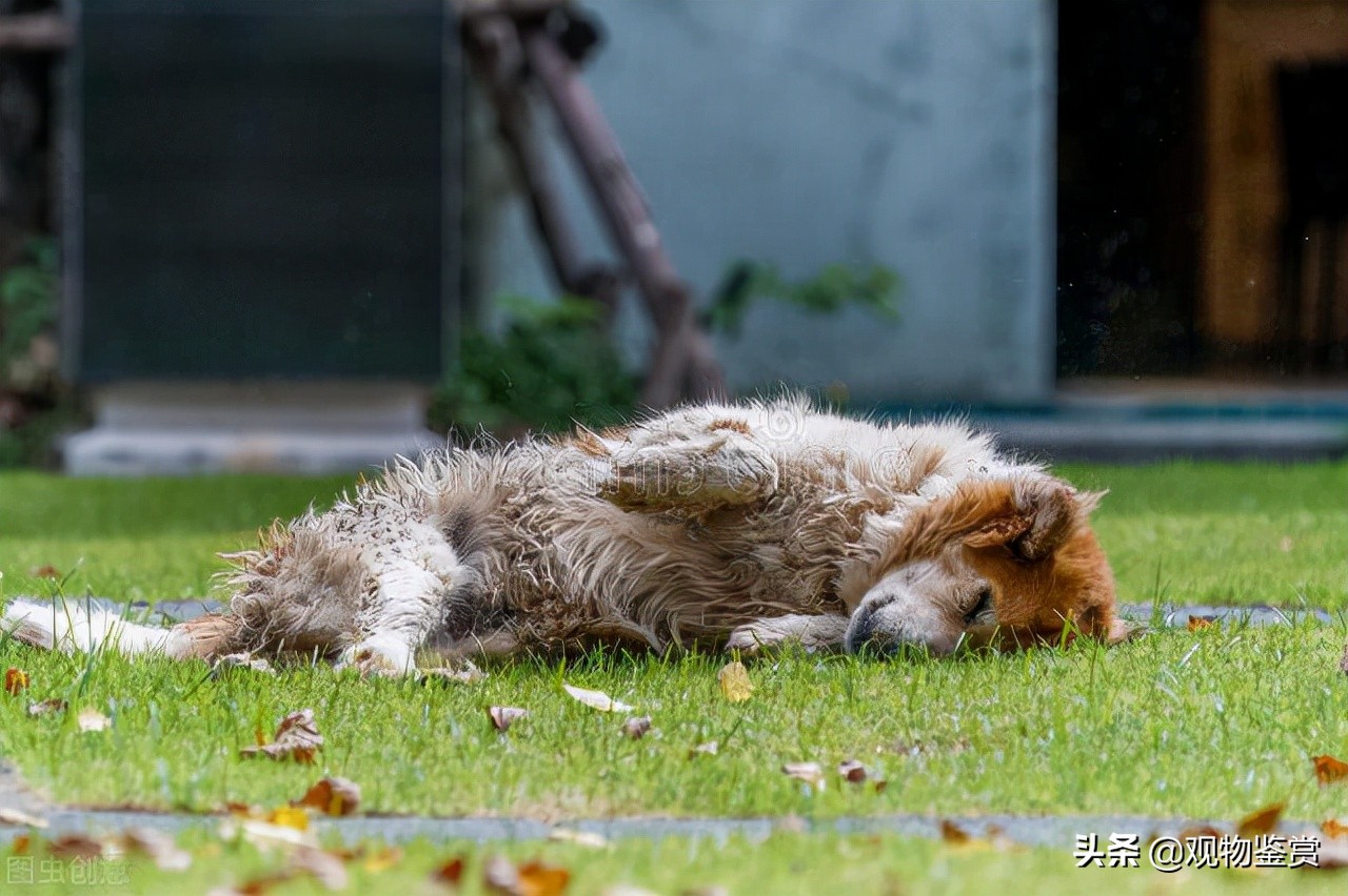 狗死了为什么三年内不养狗，狗死了多久，可以再养狗？