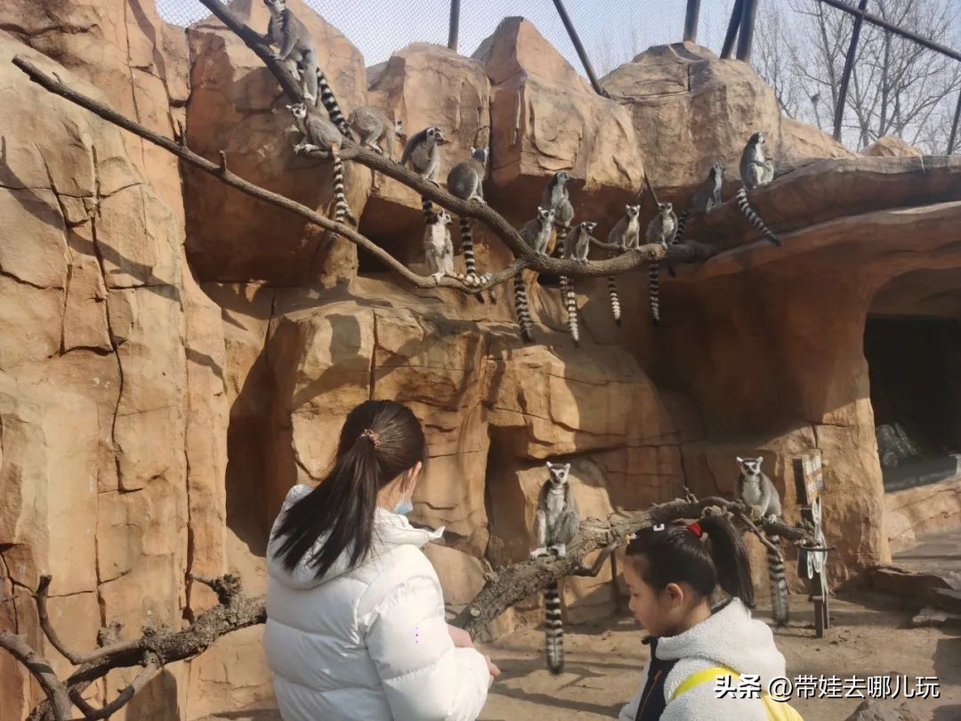 一天玩遍北京野生动物园,包场去鸟巢