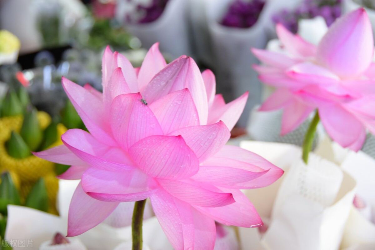 心种慈悲胸怀天下,心种善缘必结善果