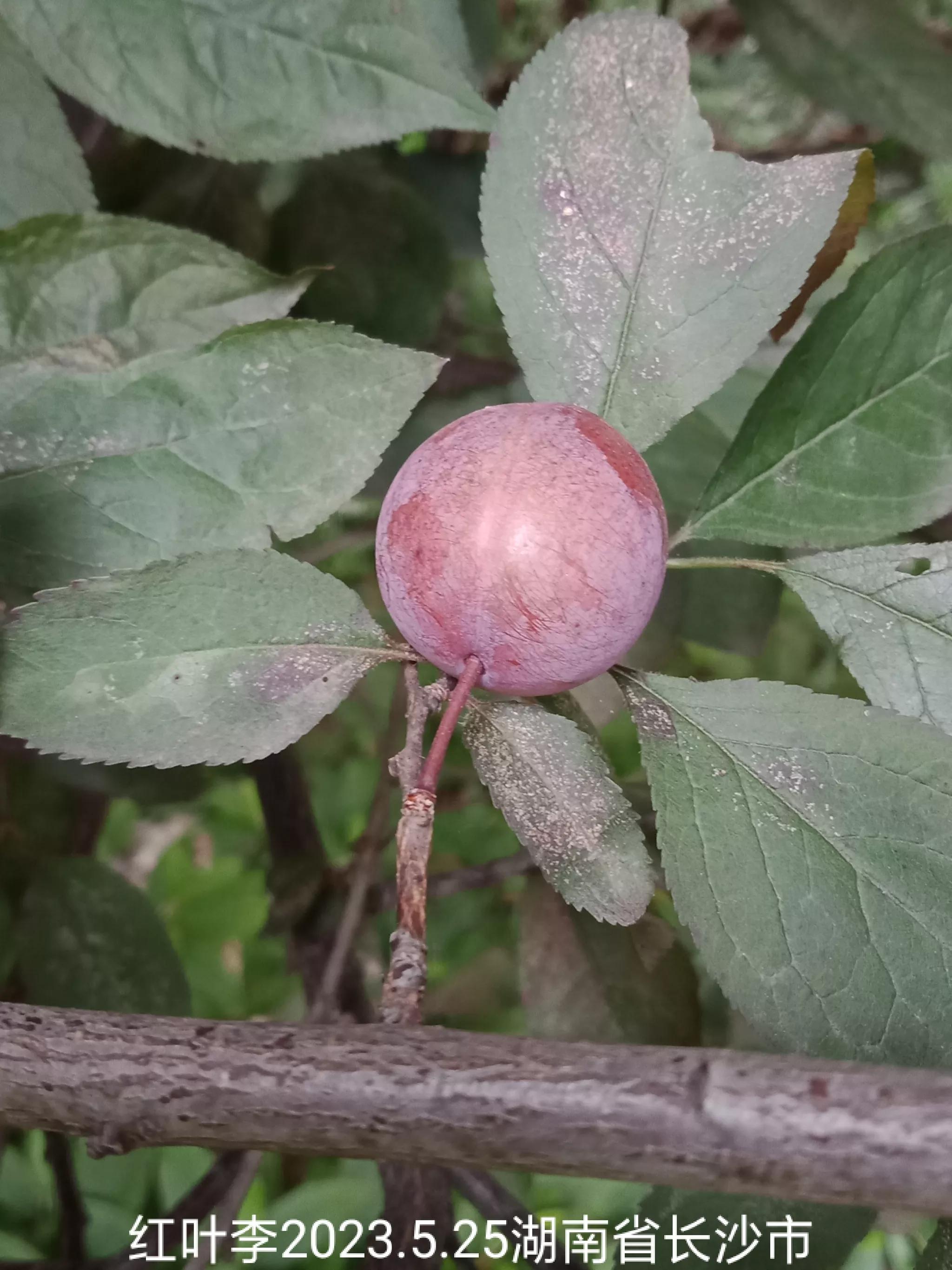 微信群没有保存下来怎么找回来,怎么找回没保存的微信群