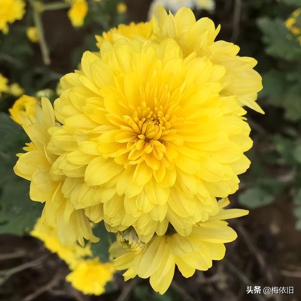 最有特色的菊花,哪种菊花最好吃