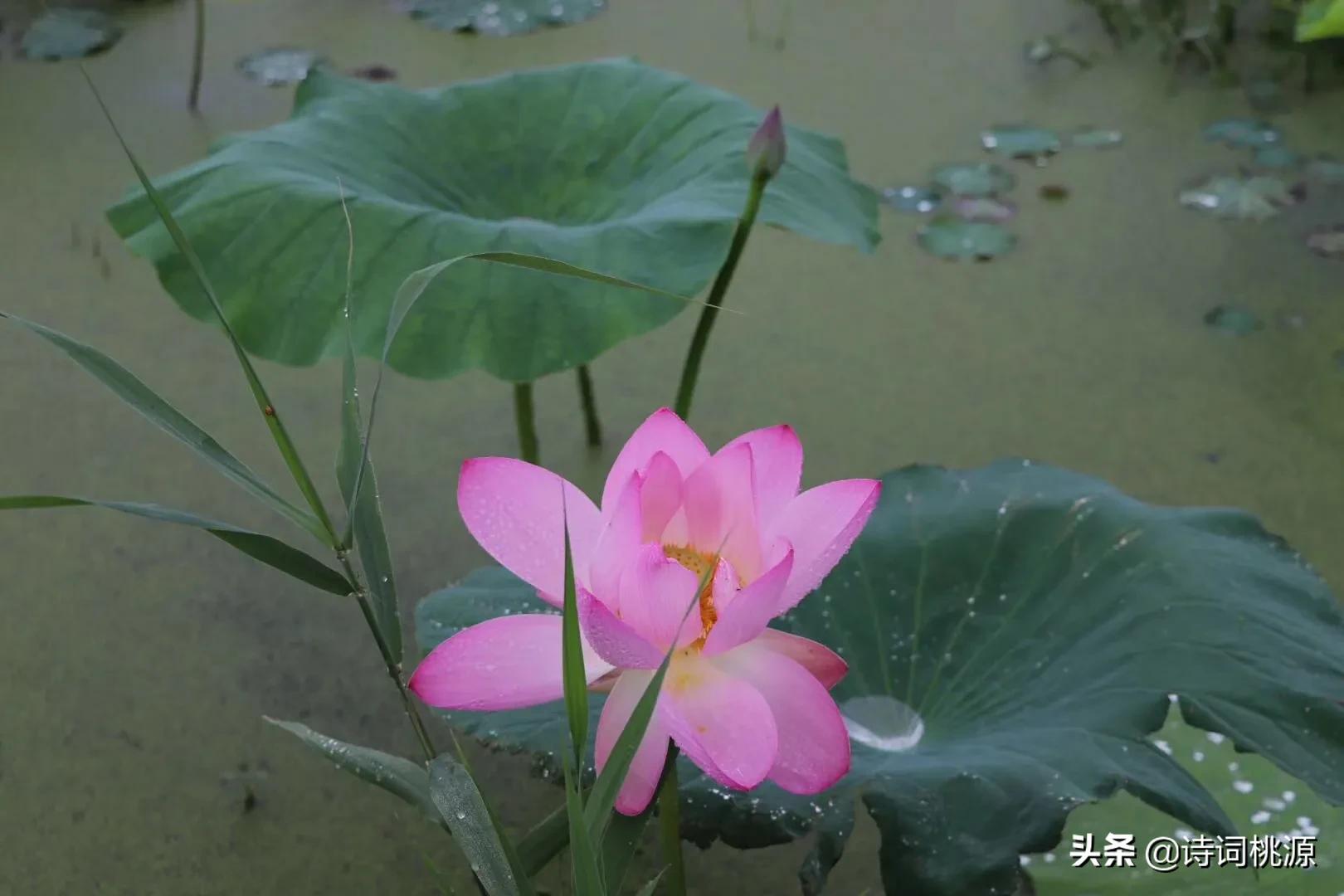 荷风有意透轩窗，夏夜芙蓉着艳妆：夏之韵七绝，月辉清韵透荷香
