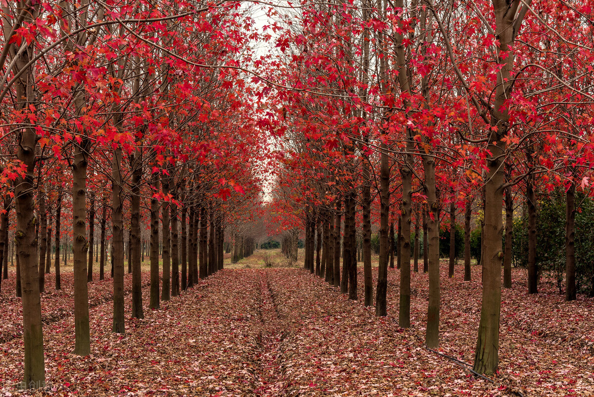 秋日上海好去处,上海秋日风景