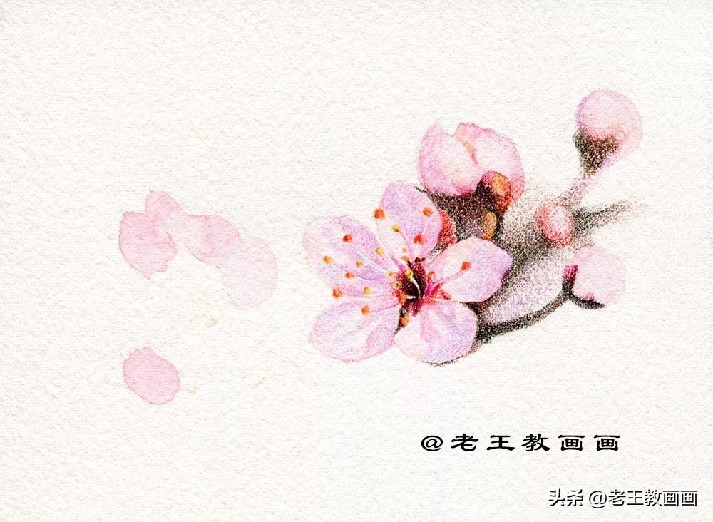 零基础学彩铅画多肉植物,三年级简单画桃花彩铅