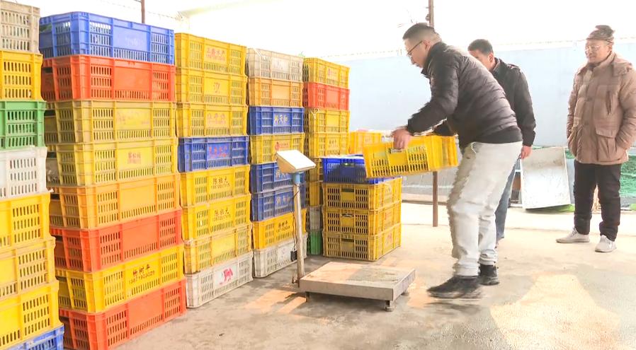 石家庄哪有甲鱼养殖基地,璧山区生态甲鱼养殖