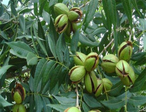 碧根果果实能结多少年,开心果碧根果是什么树的果实