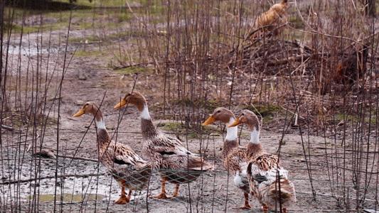 为了交配繁衍，雄性动物有多拼？猫生殖器带刺，鸭子改造成螺旋状