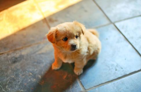 金毛积食引起的拉肚子怎么办,金毛幼犬拉肚子呕吐该喂什么东西